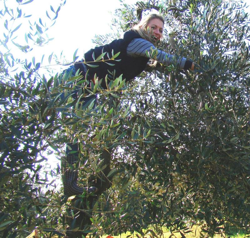 Elia Nichols climbing an olive tree in Florence, 2006